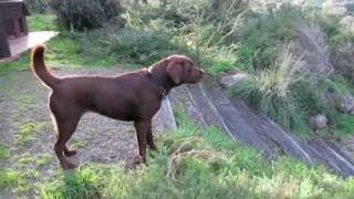 labrador barking in defense of territory on dogdownundercom [upl. by Dnalro510]