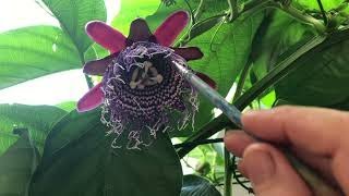 Passiflora Quadrangularis Пассифлора Квадрангулярис [upl. by Jehu]