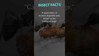 Argentine ants  Insects  shorts facts insects ants [upl. by Hashim]