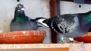 Racing Pigeons for Sale [upl. by Balkin]