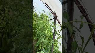 Serre potagère pour cultiver mes tomates en branches de noisetiers et en PVC transparent tomatoes [upl. by Sonnie539]