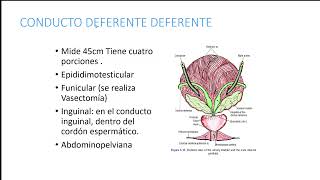 Genitales Internos Pelvis 4  SOCIBASF  UNMSM [upl. by Clara]