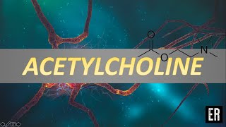 acetylcholine synthesis [upl. by Annairt490]