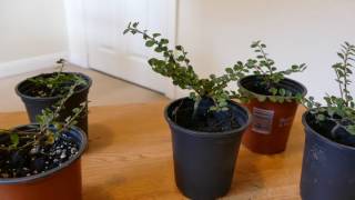 New Cotoneasters for Bonsai [upl. by Nirrak]