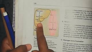 Glycogen metabolism glycogen synthesis part 1 [upl. by Truelove]