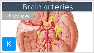 Arteries of the brain inferior view preview  Human Anatomy  Kenhub [upl. by Severson841]