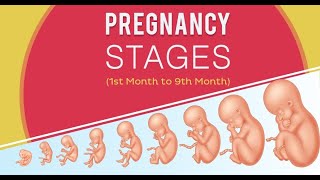 Pregnancy Week by Week Fetal Development from Week 0 to Week 40 human pregnancy baby [upl. by Ladnek]