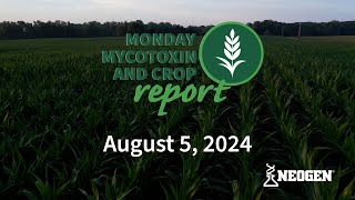 Monday Mycotoxin and Crop Report for August 5 2024 [upl. by Kruger]