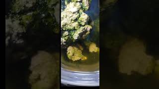 Copepod culturing the easy way Video out now CHECK IT OUT IN MY CHANNEL copepods [upl. by Clapper]