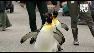 First Penguin Parade 2022  Cincinnati Zoo [upl. by Melisenda]