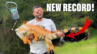 Day 4 We’ve Captured the New Florida State Record Iguana How Much Does it weigh [upl. by Ynots]