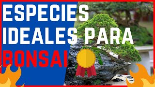 🌳las MEJORES 20 ESPECIES IDEALES para HACER BONSAI🌳MUY BIEN EXPLICADO✔✔ [upl. by Dougal245]