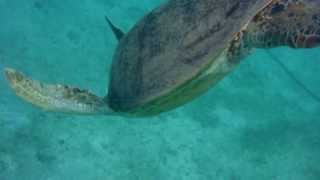 Tortue Ã Ngouja  Mayotte [upl. by Zipporah267]