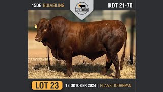 Lot 23  Vlakte Bonsmara Bulveiling  18 Okt 2024 [upl. by Ppilihp417]