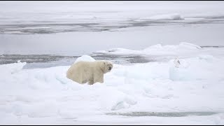 Polarbär Spezial 2018 [upl. by Dnaltiak]