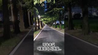 낙우송길명소야간가로수길여름밤 [upl. by Annaira]