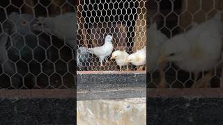 Pigeons incubated chicken eggs 😜 foryou shorts birds birdcage viralshorts youtube paravi [upl. by Beau]