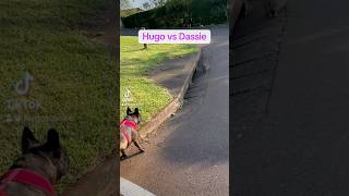 Hugo the Frenchie vs Mr Dassie dog frenchie Frrenchbulldog [upl. by Potash503]