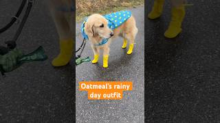 He’s fitted’ up to the gods RainyDay DogOutfit funnydogs ​⁠CanadaPooch ​⁠​⁠ [upl. by Mosenthal]