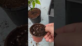 How to Plant Red Jaboticaba Seeds [upl. by Flo]