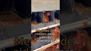 ¿Sabías cuáles son las medidas óptimas para los nidales de nuestras GALLINAS PONEDORAS [upl. by Tim191]