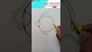 How to draw Human Eye Diagram sciencediagram humaneye [upl. by Klapp]