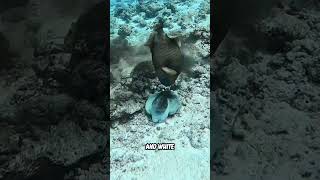 Are Octopuses Really From Earth fulidhoodivemaldives shorts [upl. by Bluh]