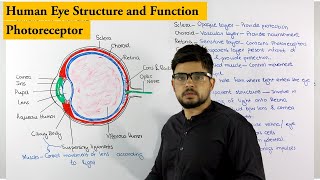 The Retina  Bipolar Cells Horizontal Cells and Photoreceptors [upl. by Campy]