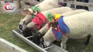 Woolly Jumpers Sheep Racing at Cannon Hall Farm [upl. by Chambers]