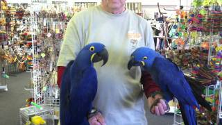 Two Hyacinth Macaws [upl. by Tnilc]