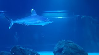 Tiburones Acuario Georigia aquarium acuario tiburones shark estadosunidos unitedstates [upl. by Garrot]