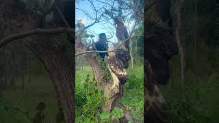 A man see eagle on a tree part 02 eagle eaglesandyoungster emjay evanlee ream nature birds [upl. by Baruch85]