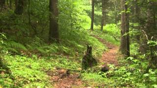 Balsam Mountain Great Smoky Mountains National Park [upl. by Garlaand]