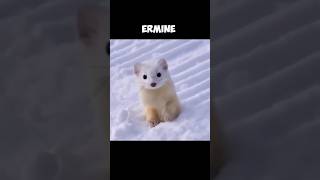 The Stoat  But At The Winter They Are Called Ermine 🤓 [upl. by Blythe]