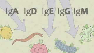 Video 15 Ig Antibodies and Immunoglobulin Function [upl. by Dustie678]