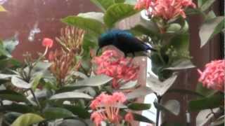 Hummingbird of india [upl. by Assert]