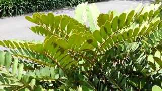 Zamia furfuracea  Cardboard Palm  Jamaican Sago  Mexican Cycad HD 01 [upl. by Liesa]