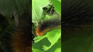 Discover The POISONOUS Tiger Garden Moth [upl. by Nimrak]