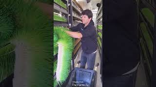 How to Grow Lush Hydroponic Grass at Home Without Soil [upl. by Ahsot]