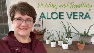 Dividing and Repotting Aloe Vera  🌿🪴👩🏻‍🌾 [upl. by Drais121]