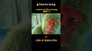 Little Monkey🐒🥺⁉️Movie explained in tamil\dubbed MoviesTamil voice over mysterydiv [upl. by Lrub]