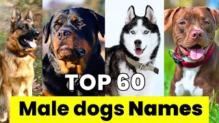 Male Dogs Names  Top 60 Male Dogs Names  New and Unique Male Dogs Names [upl. by Pillihpnhoj]