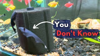 Black Ghost Knife Fish Facts YOU DONT KNOW  Feather Fish Aquarium NEW Fish Vlog [upl. by Akimihs]