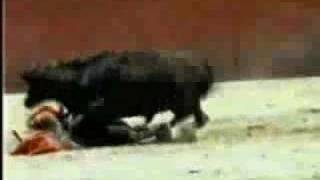 Bull Humps Midget Cowboy [upl. by Luwana]