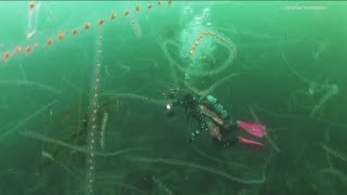 Look at this bloom of jellyfishlike sea creatures in San Diego [upl. by Enaerb]