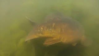 Farlows Lake Carp Spawning 2016 [upl. by Siramed]