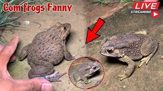 🐸🤏Boing boing catching froggy funny  🐸catch frogs make you laugh  catch frogs for fun part 11 [upl. by James604]