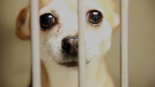 Animal Control Pet Adoption PSA Full 100 [upl. by Annaihr]