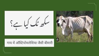 Osteomalacia in cattle  sukh tak  Phosphorus deficiency in animals  Metabolic disease in cattle [upl. by Haman]