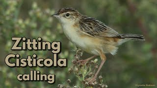 ZITTING CISTICOLA calls  a bird named after its call [upl. by Siari405]